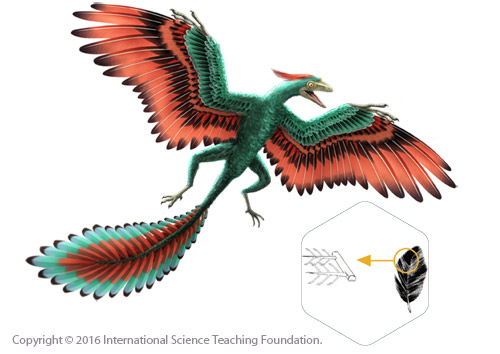 https://science-teaching.org/wp-content/uploads/2015/11/Archaeopteryx_low.jpg
