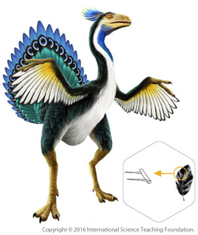 https://science-teaching.org/wp-content/uploads/2015/11/Caudipteryx_low-2.jpg