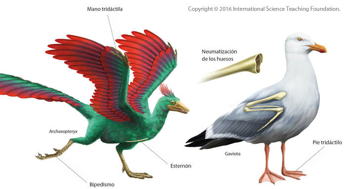 Las aves son dinosaurios vivos | Science Teaching