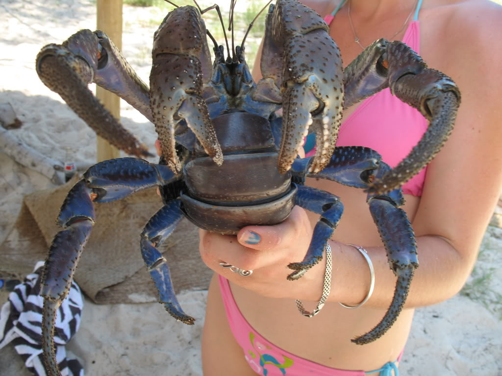 Tamaño de un cangrejo cocotero.