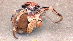 Cangrejo cocotero