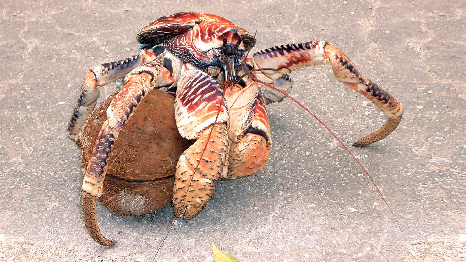 Cangrejo cocotero