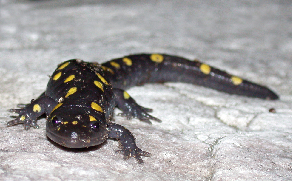Salamandra con el poder de regenerar sus extremidades
